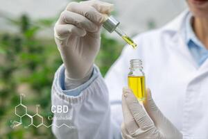 CBD Hemp oil, Doctor holding a bottle of hemp oil, cbd and hash oil, Cannabidiol with CBD and formula, alternative medicine. photo