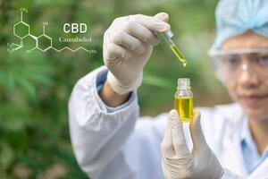 CBD Hemp oil, Doctor holding a bottle of hemp oil, cbd and hash oil, Cannabidiol with CBD and formula, alternative medicine. photo