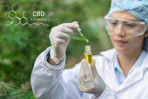 CBD Hemp oil, Doctor holding a bottle of hemp oil, cbd and hash oil, Cannabidiol with CBD and formula, alternative medicine. photo