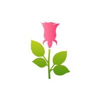 Pink rose flowers, floral decorated with gorgeous multicolored blooming flowers and leaves border. Spring botanical flat illustration on white background vector