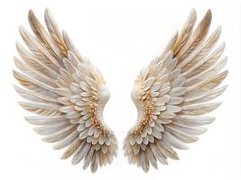 white angel wings isolated on white background photo
