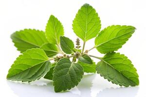 a bunch of green leaves on a white background photo