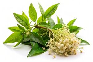 a bunch of flowers and leaves on a white background photo