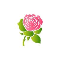 Pink rose flowers, floral decorated with gorgeous multicolored blooming flowers and leaves border. Spring botanical flat illustration on white background vector