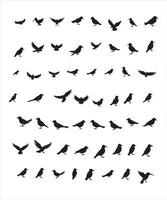 Set of black bird silhouettes. elements for design. vector