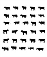 Cow illustration bundle isolated on white background vector