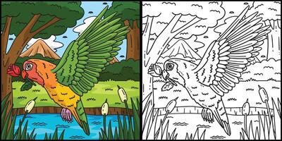 Lovebird Coloring Page Colored Illustration vector
