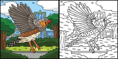 Finch Bird Coloring Page Colored Illustration vector