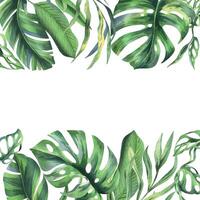 tropical Coco, plátano palma hojas, monstruo, mono mascarilla, frangipani, brillante jugoso verde. mano dibujado acuarela botánico ilustración. marco, modelo aislado desde antecedentes vector