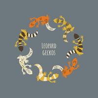 Leopard geckos in circle. Gecko lizard in different colors. Exotic pet creative illustration for web or print vector