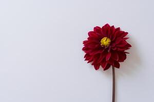 Beautiful Red Flower on White Background Mockup Capturing the Timeless Elegance of Floral Simplicity photo