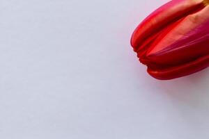 Beautiful Red Tulip Beauty on Blank Paper, Capturing Timeless Elegance and Vibrant Charm, Perfect for Artistic Presentations and Creative Projects photo