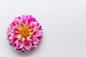 Mockup Cute Flower on White Background A Charming Display of Floral Elegance and Simplicity photo
