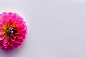 Cute Flower on White Background A Delicate Blossom in Serene Simplicity, Nature's Charming Creation photo