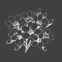 Tung Blossom Tung Flower vector