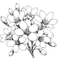 Tung Blossom Tung Flower vector