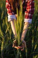 The researcher is using her hands to touch the barley plants and observe the barley yield and the health of the plants to take notes and use the data to conduct research to increase barley production. photo