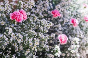 background of beautifully arranged flower and bright colors is backdrop for flower in beautifully arranged garden at flower festival. Beautiful colorful background with Copy Space for inserting text. photo