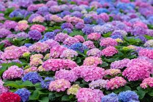 antecedentes de hermosamente arreglado flor y brillante colores es fondo para flor en hermosamente arreglado jardín a flor festival. hermosa vistoso antecedentes con Copiar espacio para insertando texto. foto