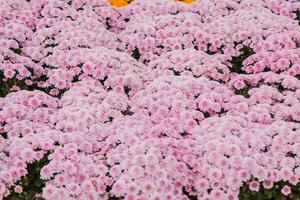 background of beautifully arranged flower and bright colors is backdrop for flower in beautifully arranged garden at flower festival. Beautiful colorful background with Copy Space for inserting text. photo