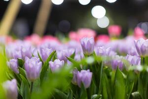 background of beautifully arranged flower and bright colors is backdrop for flower in beautifully arranged garden at flower festival. Beautiful colorful background with Copy Space for inserting text. photo