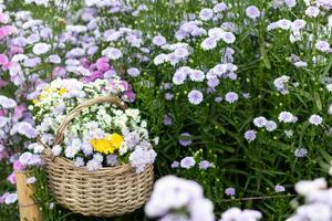 background of beautifully arranged flower and bright colors is backdrop for flower in beautifully arranged garden at flower festival. Beautiful colorful background with Copy Space for inserting text. photo