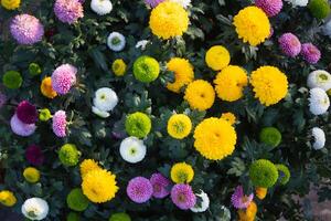 background of beautifully arranged flower and bright colors is backdrop for flower in beautifully arranged garden at flower festival. Beautiful colorful background with Copy Space for inserting text. photo