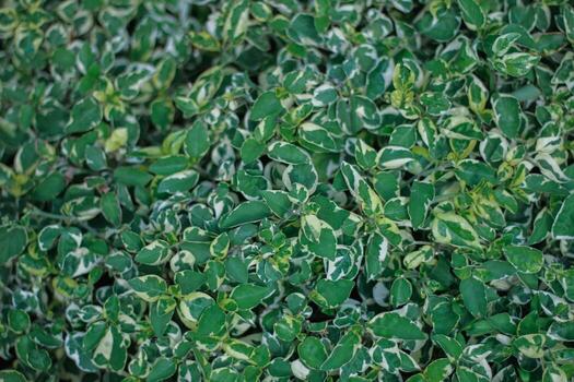 beautifully arranged background of leaves is natural pattern of leaves that occurs by itself and background images of leaves are also commonly used for adding text onto empty space of the background photo