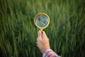 Researchers carry magnifying glasses over barley plants to look for errors in the plants so they can develop new varieties of barley plants. Ideas for using a magnifying glass to help with searching photo