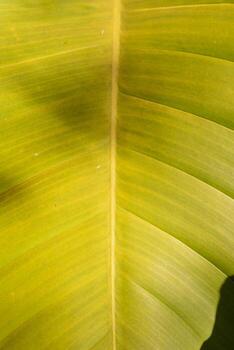 beautifully arranged background of leaves is natural pattern of leaves that occurs by itself and background images of leaves are also commonly used for adding text onto empty space of the background photo