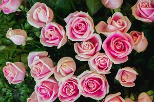 background of beautifully arranged flower and bright colors is backdrop for flower in beautifully arranged garden at flower festival. Beautiful colorful background with Copy Space for inserting text. photo