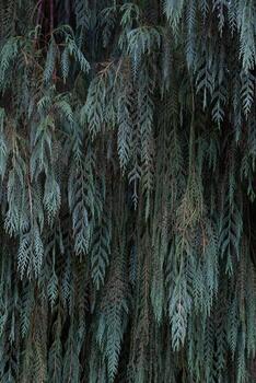 beautifully arranged background of leaves is natural pattern of leaves that occurs by itself and background images of leaves are also commonly used for adding text onto empty space of the background photo