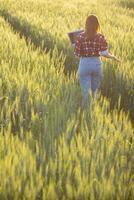 detrás espalda de hembra investigador ella estaba caminando solo a inspeccionar cebada en arroz campo a ver rendimientos adquirido desde investigando cebada variedades a desarrollar cebada son a Produce bueno rendimientos foto