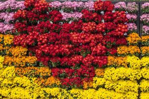 backdrop of beautifully arranged flower and bright colors is backdrop for flower in beautifully arranged garden at flower festival. Beautiful colorful background with Copy Space for inserting text. photo