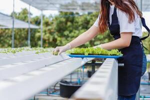 Growing vegetables using water or hydroponics using seeds to get organic vegetables that are free from toxins because hydroponics does not use pesticides. Organic vegetable concept for health photo