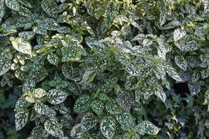 beautifully arranged background of leaves is natural pattern of leaves that occurs by itself and background images of leaves are also commonly used for adding text onto empty space of the background photo
