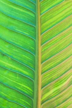 beautifully arranged background of leaves is natural pattern of leaves that occurs by itself and background images of leaves are also commonly used for adding text onto empty space of the background photo