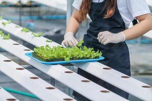 Growing vegetables using water or hydroponics using seeds to get organic vegetables that are free from toxins because hydroponics does not use pesticides. Organic vegetable concept for health photo