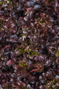 beautifully arranged background of leaves is natural pattern of leaves that occurs by itself and background images of leaves are also commonly used for adding text onto empty space of the background photo