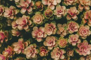 background of beautifully arranged flower and bright colors is backdrop for flower in beautifully arranged garden at flower festival. Beautiful colorful background with Copy Space for inserting text. photo