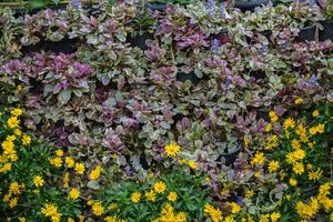 backdrop of beautifully arranged flower and bright colors is backdrop for flower in beautifully arranged garden at flower festival. Beautiful colorful background with Copy Space for inserting text. photo