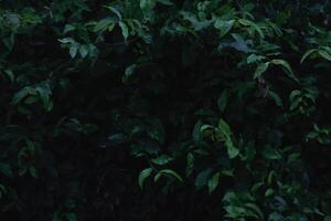 beautifully arranged background of leaves is natural pattern of leaves that occurs by itself and background images of leaves are also commonly used for adding text onto empty space of the background photo