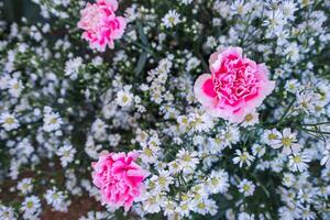 background of beautifully arranged flower and bright colors is backdrop for flower in beautifully arranged garden at flower festival. Beautiful colorful background with Copy Space for inserting text. photo