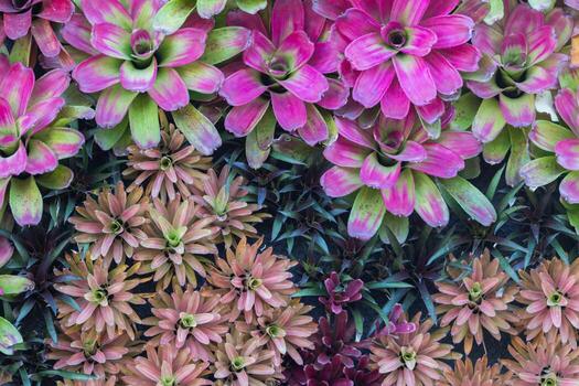 beautifully arranged background of leaves is natural pattern of leaves that occurs by itself and background images of leaves are also commonly used for adding text onto empty space of the background photo