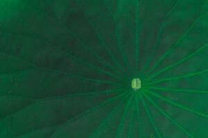 beautifully arranged background of leaves is natural pattern of leaves that occurs by itself and background images of leaves are also commonly used for adding text onto empty space of the background photo
