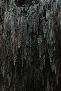 beautifully arranged background of leaves is natural pattern of leaves that occurs by itself and background images of leaves are also commonly used for adding text onto empty space of the background photo