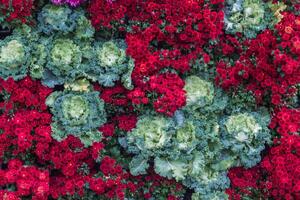 backdrop of beautifully arranged flower and bright colors is backdrop for flower in beautifully arranged garden at flower festival. Beautiful colorful background with Copy Space for inserting text. photo