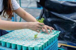 Growing vegetables using water or hydroponics using seeds to get organic vegetables that are free from toxins because hydroponics does not use pesticides. Organic vegetable concept for health photo