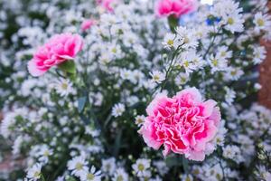 background of beautifully arranged flower and bright colors is backdrop for flower in beautifully arranged garden at flower festival. Beautiful colorful background with Copy Space for inserting text. photo