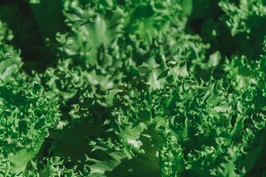 beautifully arranged background of leaves is natural pattern of leaves that occurs by itself and background images of leaves are also commonly used for adding text onto empty space of the background photo